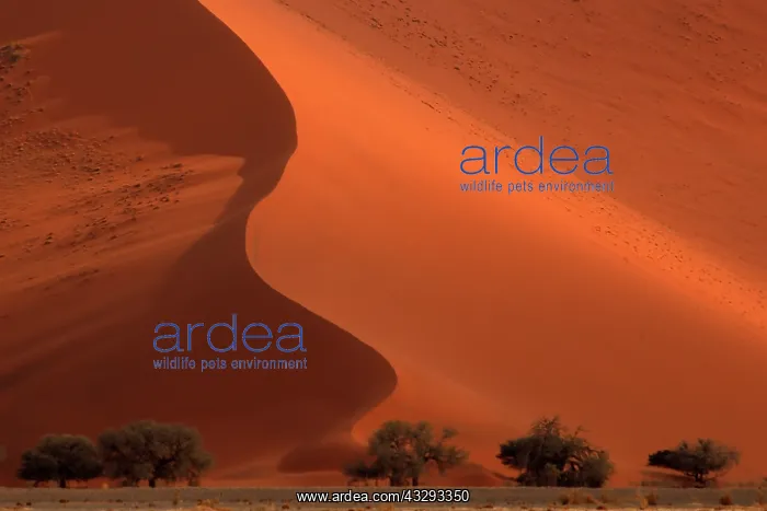 : The Namib Desert is considered the oldest desert in the worl : The Namib Desert is considered the oldest desert in the worl