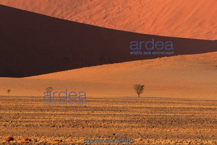 : The Namib Desert is considered the oldest desert in the worl : The Namib Desert is considered the oldest desert in the worl