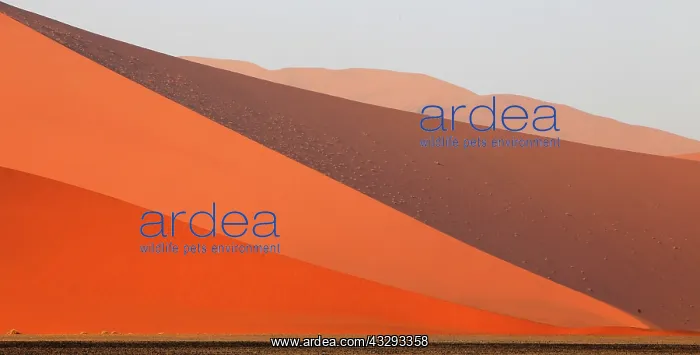 : The Namib Desert is considered the oldest desert in the worl : The Namib Desert is considered the oldest desert in the worl