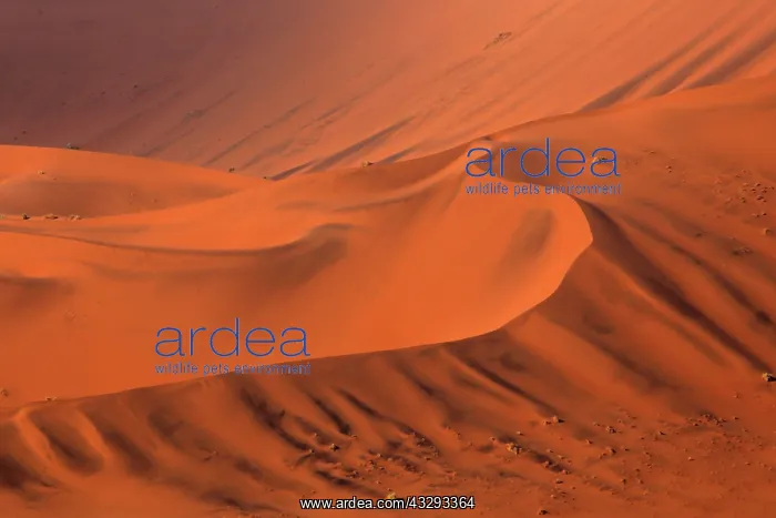 : The Namib Desert is considered the oldest desert in the worl : The Namib Desert is considered the oldest desert in the worl