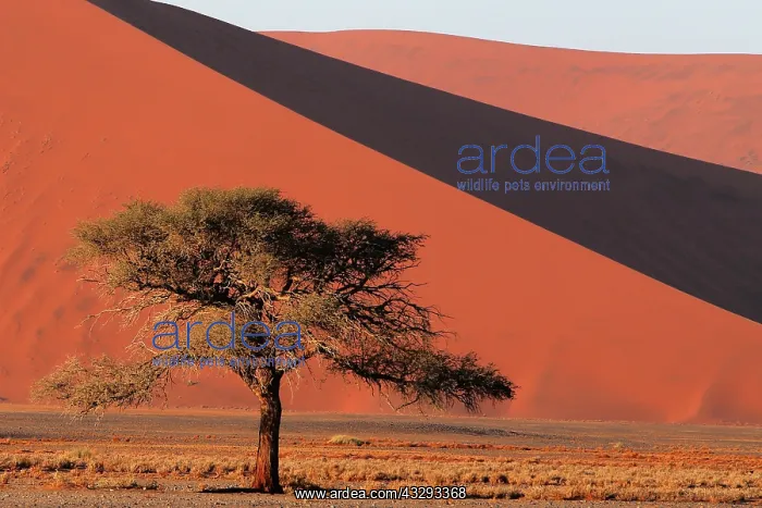 : The Namib Desert is considered the oldest desert in the worl : The Namib Desert is considered the oldest desert in the worl