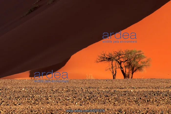 : The Namib Desert is considered the oldest desert in the worl : The Namib Desert is considered the oldest desert in the worl
