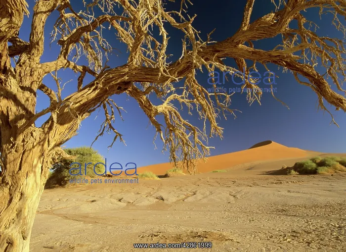 : Namib desert - dead camelthorn tree and red dune : Namib desert - dead camelthorn tree and red dune