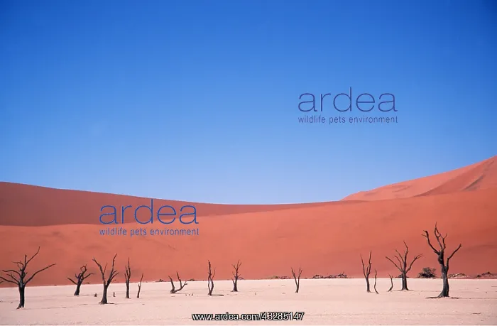 : NAMIB DESERT - Dead Trees and Sand Dunes : NAMIB DESERT - Dead Trees and Sand Dunes