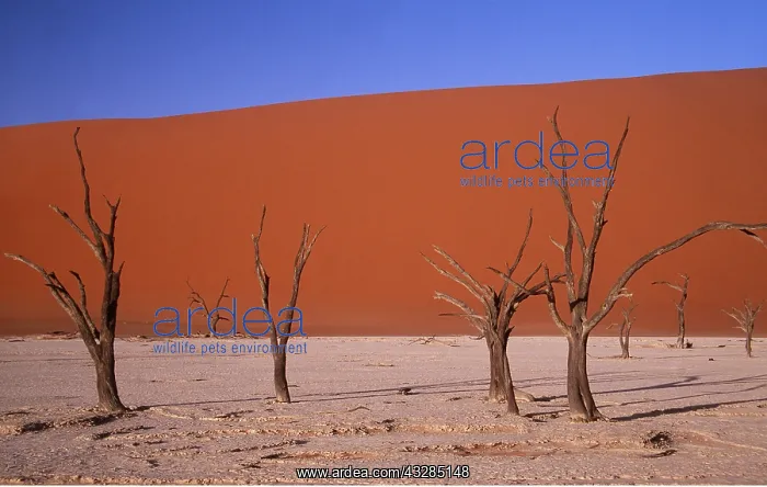 : Namib Desert - Dead Trees & Sand Dunes : Namib Desert - Dead Trees & Sand Dunes