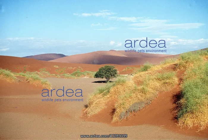 : NAMIB DESERT - DUNES : NAMIB DESERT - DUNES