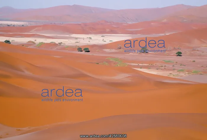 : NAMIB DESERT - DUNES & DRY PANS, with Camelthorn : NAMIB DESERT - DUNES & DRY PANS, with Camelthorn