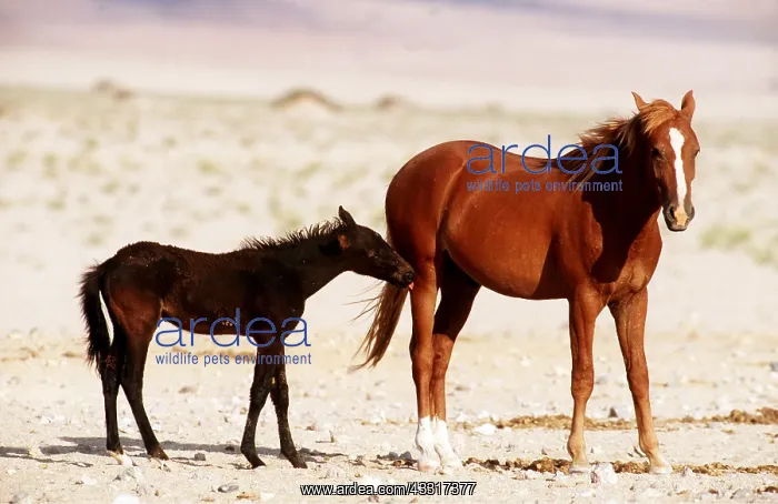 : NAMIB DESERT HORSE - adult with foal : NAMIB DESERT HORSE - adult with foal