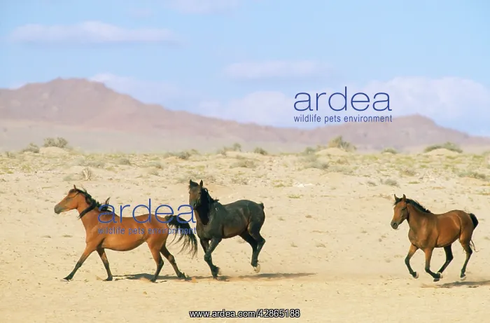 : NAMIB DESERT HORSE - cantering in desert : NAMIB DESERT HORSE - cantering in desert