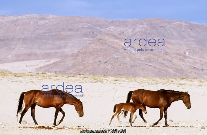 : NAMIB DESERT HORSE - family group : NAMIB DESERT HORSE - family group