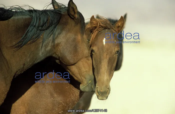 : Namib Desert Horse - Feral descendants of horses : Namib Desert Horse - Feral descendants of horses