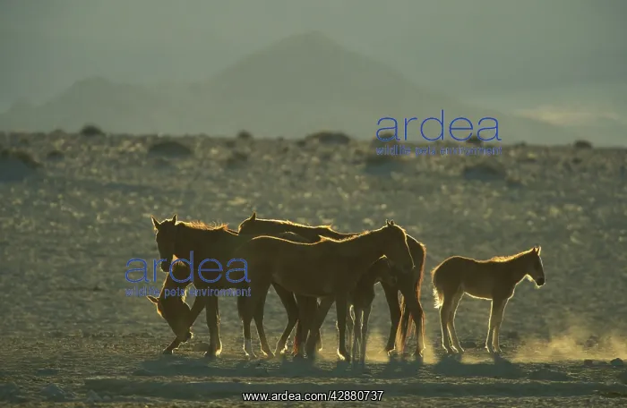  : Namib Desert Horse - Feral descendants of horses