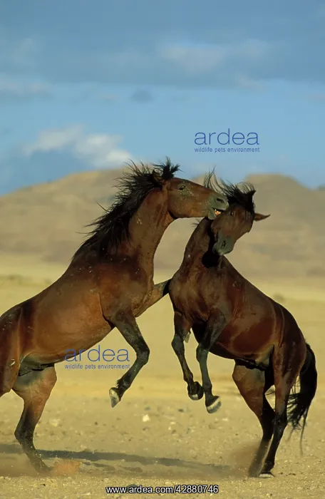 : Namib Desert Horse - Feral descendants of horses : Namib Desert Horse - Feral descendants of horses