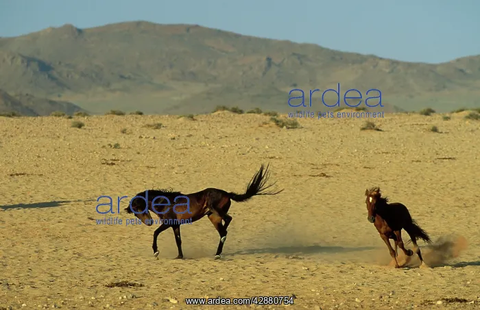 : Namib Desert Horse - Feral descendants of horses : Namib Desert Horse - Feral descendants of horses