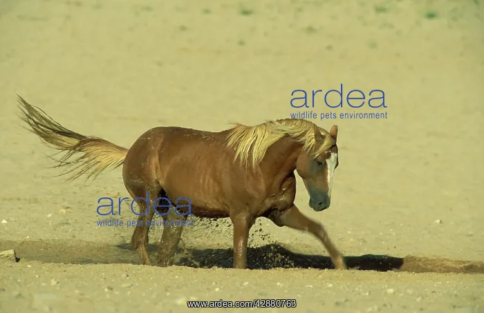 : Namib Desert Horse - Feral descendants of horses : Namib Desert Horse - Feral descendants of horses