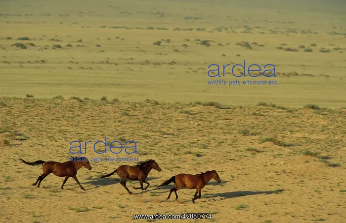 : Namib Desert Horse - Feral descendants of horses : Namib Desert Horse - Feral descendants of horses