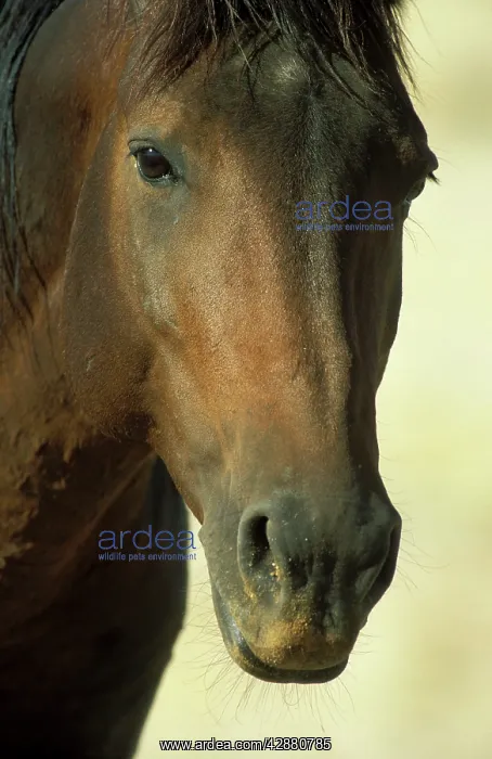 : Namib Desert Horse - Feral descendants of horses : Namib Desert Horse - Feral descendants of horses