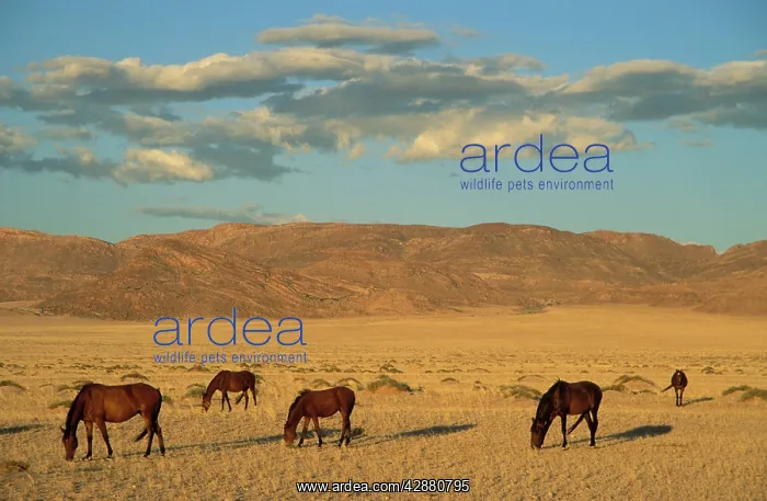 : Namib Desert Horse - Feral descendants of horses : Namib Desert Horse - Feral descendants of horses