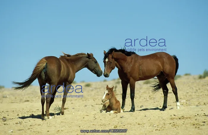 : Namib Desert Horse - Feral descendants of horses : Namib Desert Horse - Feral descendants of horses