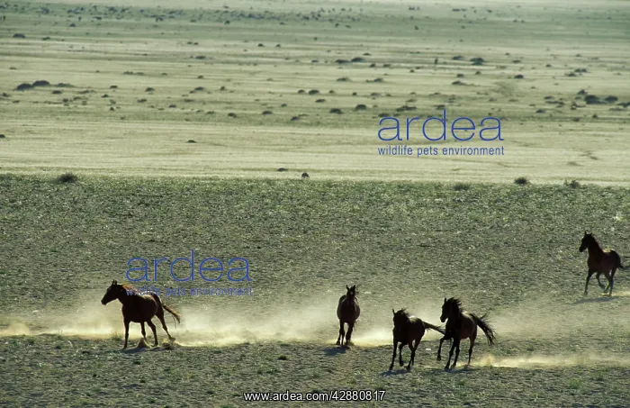 : Namib Desert Horse - Feral descendants of horses : Namib Desert Horse - Feral descendants of horses
