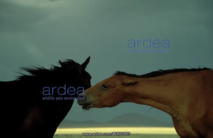 : Namib Desert Horse - Feral descendants of horses : Namib Desert Horse - Feral descendants of horses