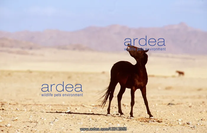 : NAMIB DESERT HORSE - flehman of lip. Stallion : NAMIB DESERT HORSE - flehman of lip. Stallion