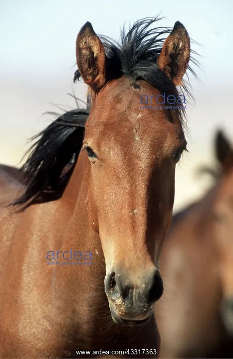 : NAMIB DESERT HORSE - head of immature female : NAMIB DESERT HORSE - head of immature female
