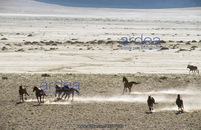 : NAMIB DESERT HORSE - herd running : NAMIB DESERT HORSE - herd running