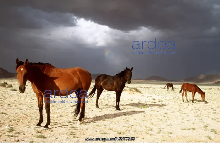 : NAMIB DESERT HORSE - herd standing amidst strom clouds : NAMIB DESERT HORSE - herd standing amidst strom clouds