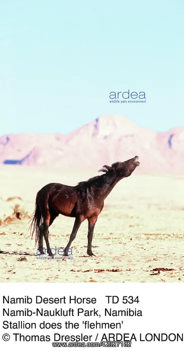 : Namib Desert HORSE - Stallion, flehmen : Namib Desert HORSE - Stallion, flehmen