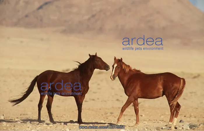 : NAMIB DESERT HORSE x two stallions in a fighting mood : NAMIB DESERT HORSE x two stallions in a fighting mood