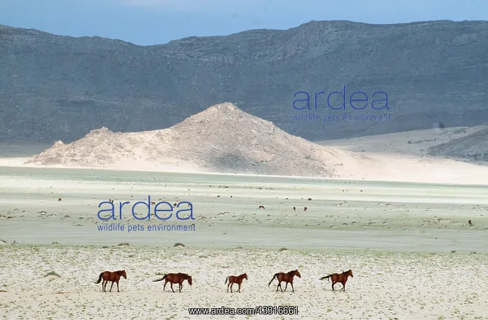 : NAMIB DESERT HORSE -x five walking across landscape : NAMIB DESERT HORSE -x five walking across landscape