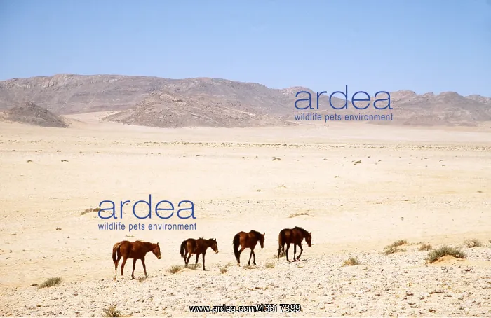 : NAMIB DESERT HORSE -x four walking in line across landscape : NAMIB DESERT HORSE -x four walking in line across landscape