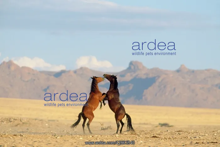 : NAMIB DESERT HORSES - Fighting : NAMIB DESERT HORSES - Fighting