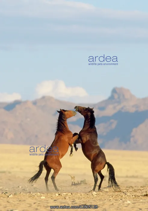 : Namib Desert Horses - fighting stallions : Namib Desert Horses - fighting stallions