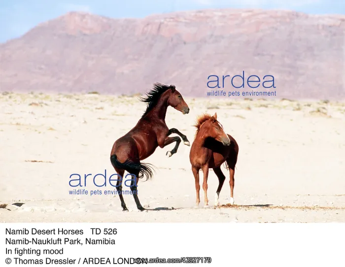 : Namib Desert HORSES - two stallions, in fighting mood : Namib Desert HORSES - two stallions, in fighting mood