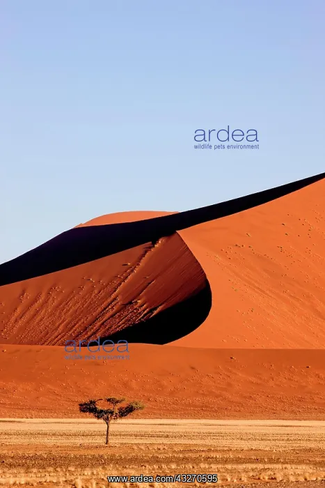 : Namib Desert, Namib Naukluft Park, Sossusvlei Dunes : Namib Desert, Namib Naukluft Park, Sossusvlei Dunes