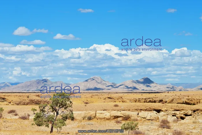 : Namib desert, Namibia : Namib desert, Namibia