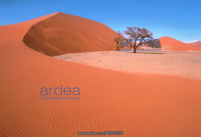 : Namib Desert - Namibia - Acacia trees survive in : Namib Desert - Namibia - Acacia trees survive in