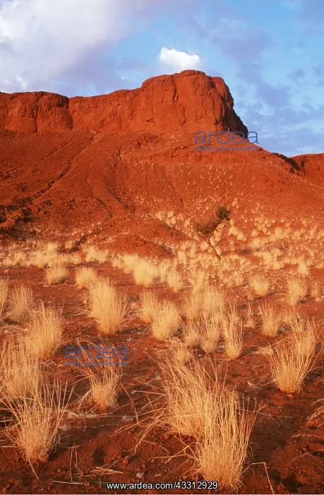: NAMIB DESERT - Petrified Dunes (not really petrified : NAMIB DESERT - Petrified Dunes (not really petrified