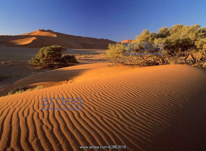: Namib desert - red dunes at Sossusvlei with sand ripples : Namib desert - red dunes at Sossusvlei with sand ripples