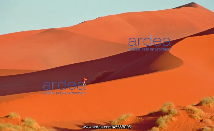 : Namib Desert sand dune hike : Namib Desert sand dune hike