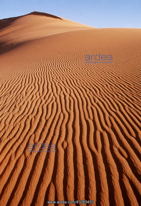 : NAMIB DESERT - Sand Dunes : NAMIB DESERT - Sand Dunes
