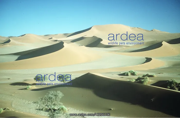 : Namib Desert - sand dunes at dawn : Namib Desert - sand dunes at dawn