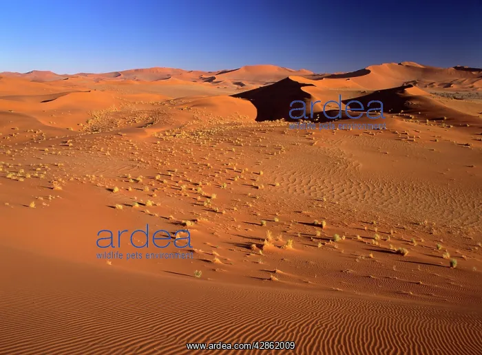 : Namib desert - sea of red dunes at Sossusvlei : Namib desert - sea of red dunes at Sossusvlei