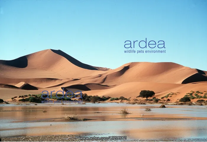 : NAMIB DESERT - Sossusvlei filled with rain water : NAMIB DESERT - Sossusvlei filled with rain water