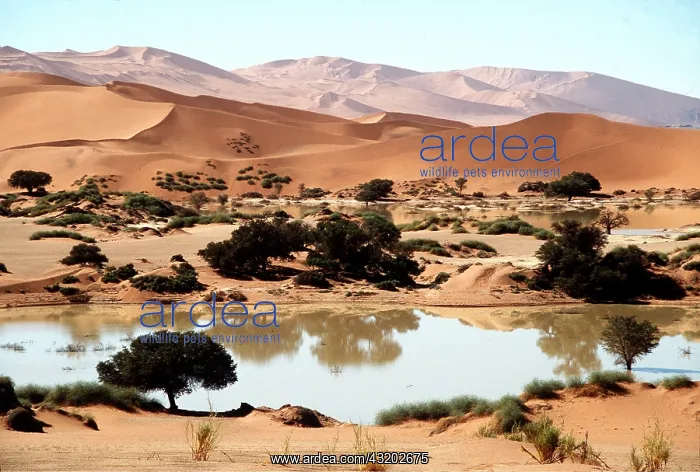 : NAMIB DESERT - Sossusvlei and water : NAMIB DESERT - Sossusvlei and water