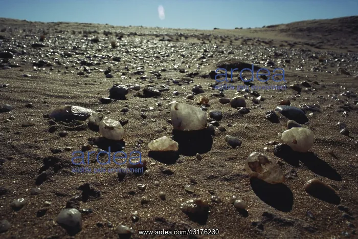 : Namib Desert Stones : Namib Desert Stones