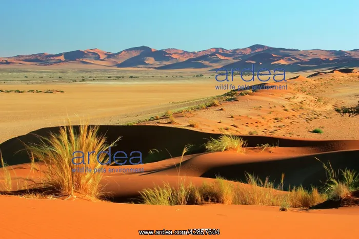 : Namib desert - view from Elim Dune into the Dune Namib : Namib desert - view from Elim Dune into the Dune Namib