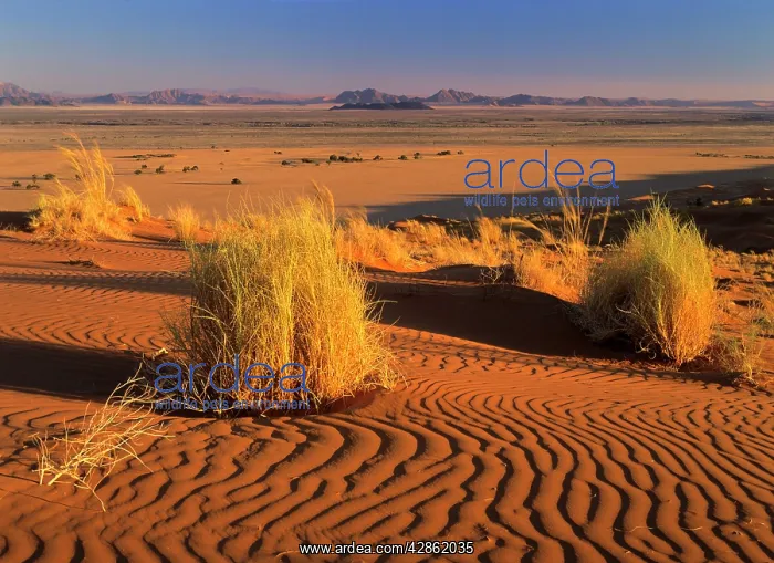 : Namib desert - view from Elim dune towards Sesriem canyon : Namib desert - view from Elim dune towards Sesriem canyon